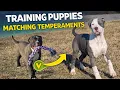 Why Temperament Matters When Training Puppies Together