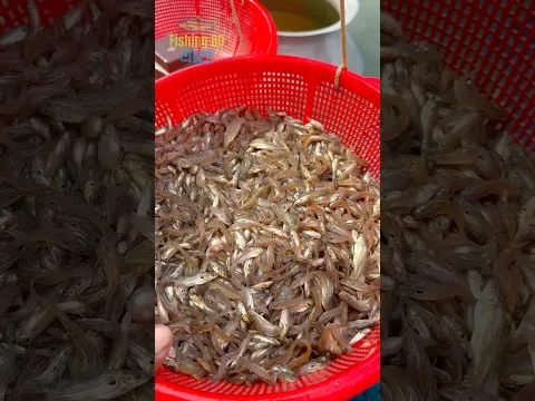 দেশি টেংরা মাছের ধানি পোনা #fish #fishing