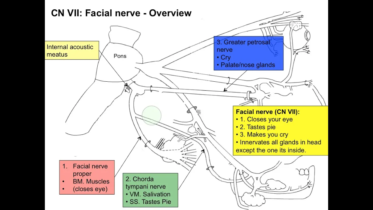 Cranial nerve VII