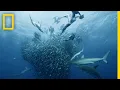 Sardine Feeding Frenzy 50 Shades of Sharks