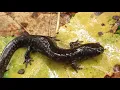 Download Lagu Slugs and Bugs