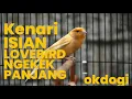 Download Lagu Masteran Kicau Kenari Isian Lovebird Ngekek, MANTAP!