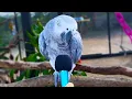 I interviewed animals with a tiny mic 3