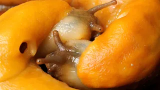 The Slimy Details Behind Banana Slug Mating