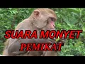 Lagu SUARA MONYET MEMANGGIL TEMANNYA/SUARA PIKAT MONYET - Zona Hewan