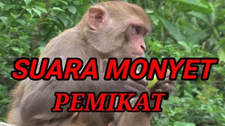 suara monyet memanggil temannya suara pikat monyet zona hewan