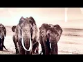 Safari Animal Elephants Tempered Glass Wall Art