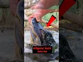 Frozen Alligator In River