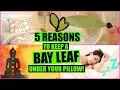 5 REASONS TO SLEEP WITH A BAY LEAF UNDER YOUR PILLOW MANIFEST WISHES WITH BAY LEAVES