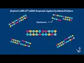 Alnylam's siRELIS(TM) Enzymatic Ligation Platform