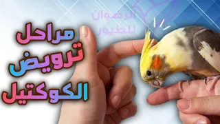 إذا عندك طائر كوكتيل وحشي وحابب يصير أليف  هاد الفيديو الك      دندنها