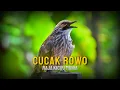 Download Lagu Mengenal Burung Cucak Rowo - Ciri dan Habitatnya di Alam ! MP3