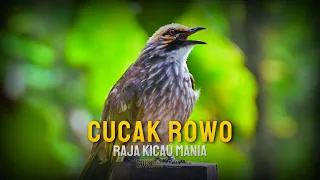 mengenal burung cucak rowo ciri dan habitatnya di alam 