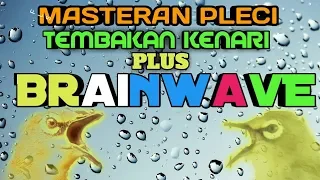 Download Audio BRAINWAVE Teraphy Kecerdasan Otak Pleci || Supaya Pleci Lebih Cepat Menangkap Masteran MP3