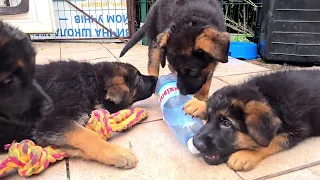 💥ВПРОДАЖЕ! Cool toy. Cute German Shepherd puppies. Odessa 2026