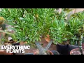 HOW TO CARE FOR GOLLUM JADE Propagation And Full Care Guide