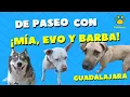 Paseando con mi Perro Mia Evo y Barba