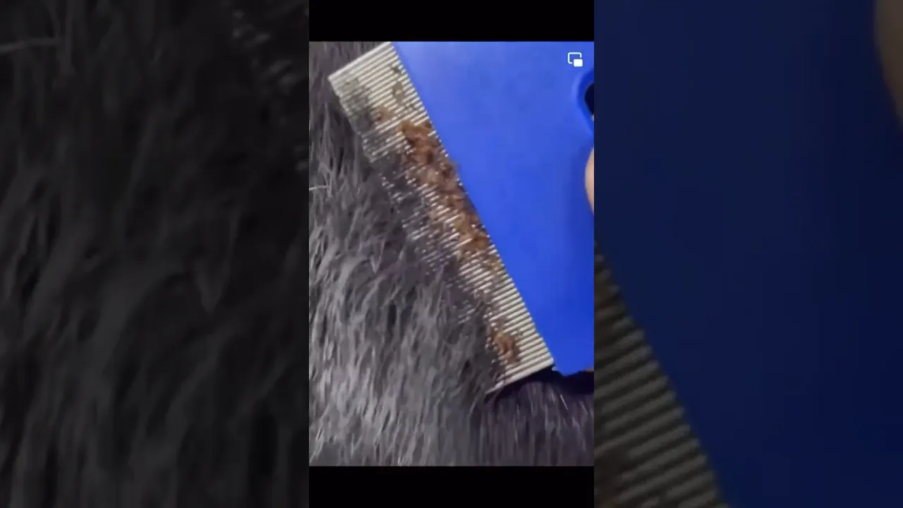 DEWEL™ Best Flea and Tick Collar for Dogs in 2026