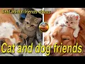 Download Lagu Cat and dog friends.cat.dog.Best funniest animal videos of the week2024