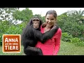 Download Lagu Schlau wie die Schimpansen | Reportage für Kinder | Anna und die wilden Tiere