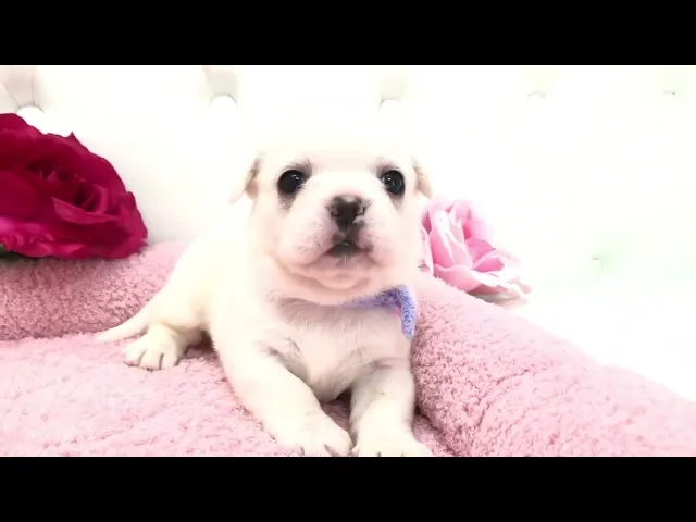 動画