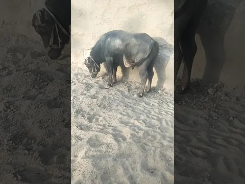 #Buffalo_BuLL #gorkhana #deshi #pdfa #top_murra #best_murra #meing #wildlfe #wolfdog #horas #big_dog