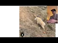 Mountain Goat Identification
