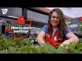 How to Start Seedlings Tractor Supply Co