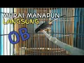 Download Lagu SUARA PANCINGAN MURAI BATU BETINA UNTUK MENAIKAN BIRAHI JANTAN