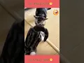 Download Lagu Hahaha super funny animals video #shorts