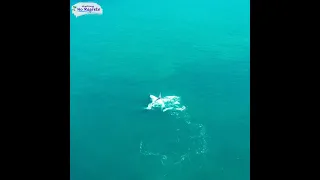 Having a WHALE Of A Time (Humpback Whale Raft Point WA)