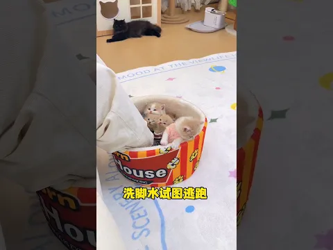 咪:你能不能考虑一下我们的感受 #铲屎官的乐趣 #小奶猫的成长日记
