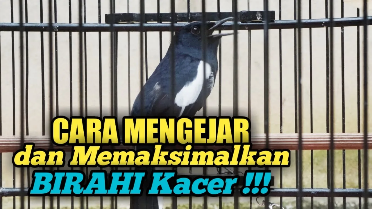 CARA MEMAKSIMALKAN BIRAHI KACER