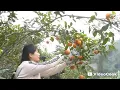 Download Lagu While busy harvesting oranges, suddenly a wild boar appeared.