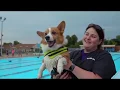 Gone to the Dogs - Owensboro Times