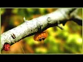 A Gust Of Wind Minuscule 70 Compilation