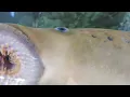 Sea Lamprey Breathing