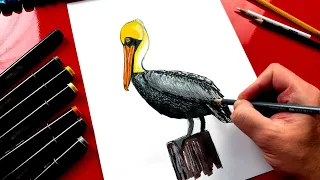 How To Draw A Pelican - Advanced