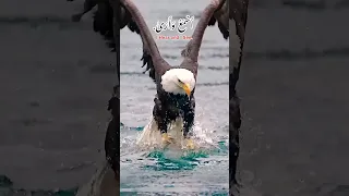 قال لا تخافا انني معكما اسمع وارى 