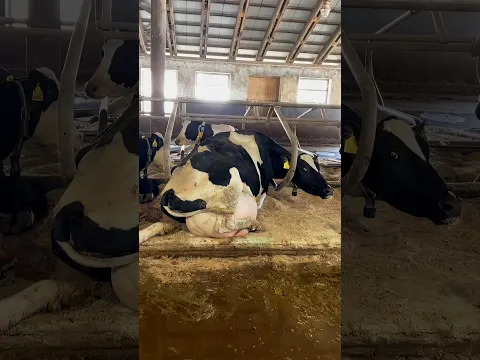Be one less human hurting them 💔