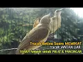 Download Lagu Trucuk Betina Memanggil Jantan Alam Liar  Suara Ampuh untuk pikat trucukan Gacor CEPAT NYAMBAR
