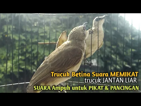 Download MP3 Trucuk Betina Memanggil Jantan Alam Liar  Suara Ampuh untuk pikat trucukan Gacor CEPAT NYAMBAR