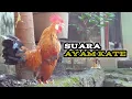 Download Lagu Suara Ayam Kate Berkokok