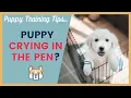 Stop Crying in the Puppy Pen