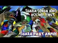 Download Lagu SUARA PIKAT SEMUA JENIS BURUNG KOLIBRI RIBUT | suara pikat burung Kolibri ribut |pikat Kolibri ampuh