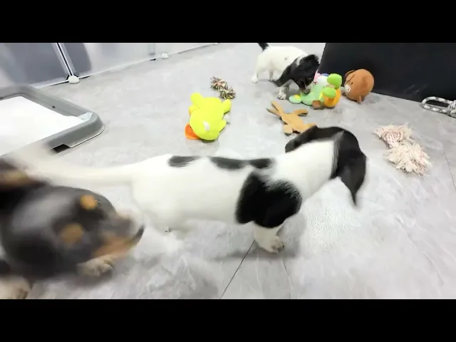 動画