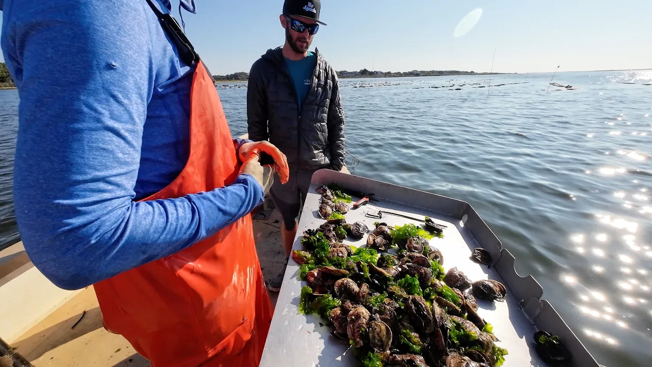Kelp Farming and Sustainable Oyster Aquaculture on Long Island