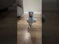 Lagu hi baby๐ #cuteanimals