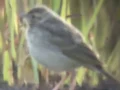 Download Lagu Paddyfield Pipit