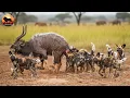 Download Lagu Perros Salvajes Africanos - El Cazador Invencible de la Sabana